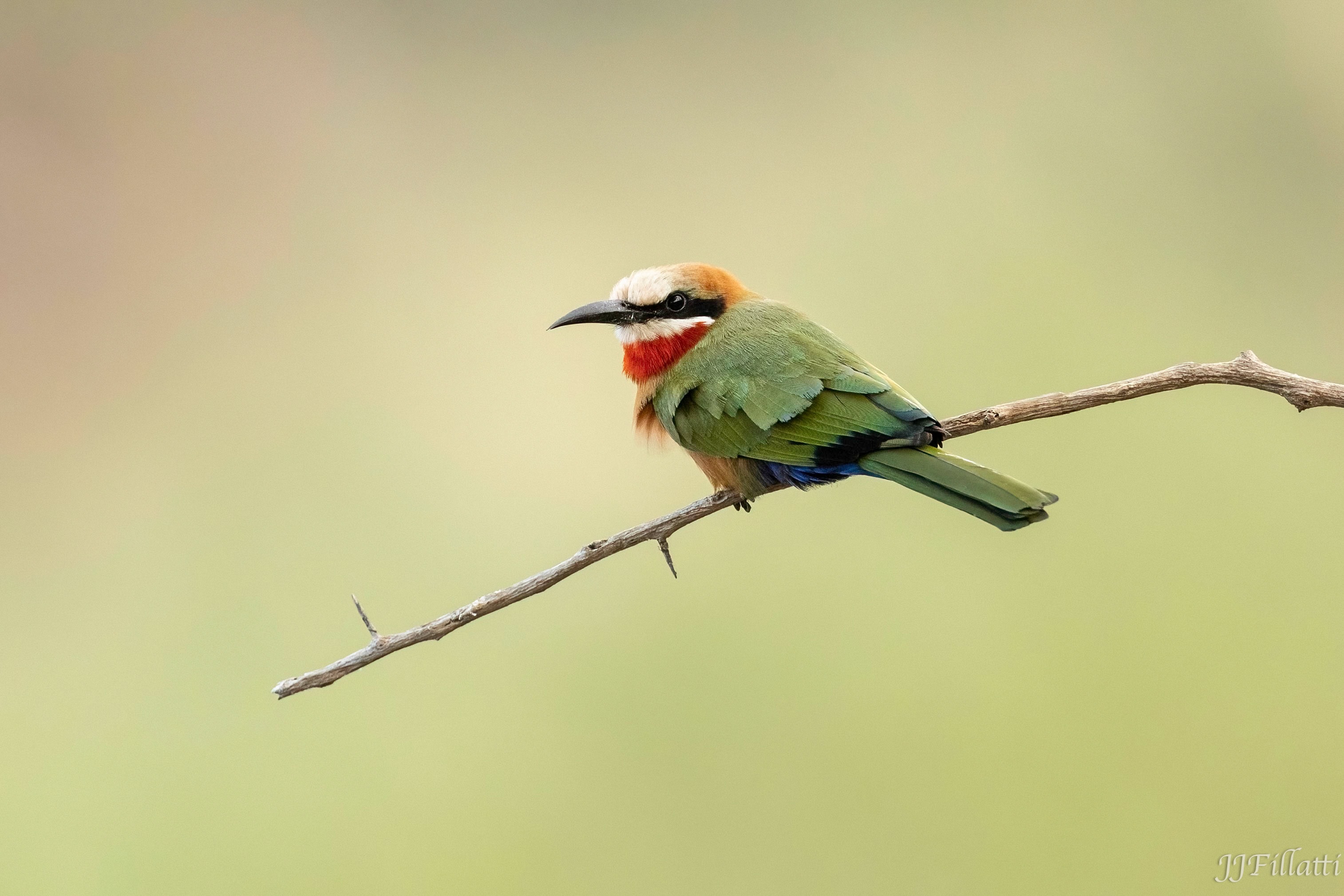 wildlife of Zimanga image 9